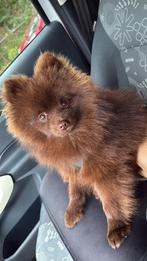 Pomeriaan DEKREU (NIET TE KOOP), Rabiës (hondsdolheid), Reu, 1 tot 2 jaar, Eén hond