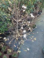 Magnolia diverse soorten, Ophalen, Volle zon, Vaste plant, Siergrassen