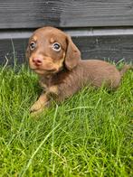 De allermooiste Dwergteckel pups❣️ ❣️❣️, Nederland, CDV (hondenziekte), 8 tot 15 weken, Korthaar