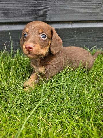  De allermooiste Dwergteckel pups❣️ ❣️❣️ beschikbaar voor biedingen