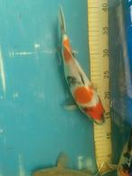 Showa, Karper of Koi