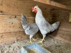 Cream legbar kuikens koppel, Dieren en Toebehoren, Mannelijk, Overige soorten