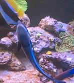 Zeeaquarium vissen, Dieren en Toebehoren, Ophalen