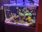 Red Sea Reefer 250 – Compleet geautomatiseerd zeeaquarium, Dieren en Toebehoren, Vissen | Aquaria en Toebehoren, Ophalen, Gebruikt