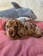 dwerg teckel, Dieren en Toebehoren, Nederland, 8 tot 15 weken, Korthaar, Dwerg