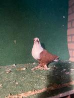 Sierduiven, Meerdere dieren, Overige soorten