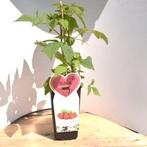 bramen/frambozen/witte/rode/blauw kruisbessen, Ophalen of Verzenden, Minder dan 100 cm, Overige soorten, Zomer