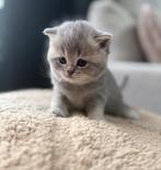 Blue Golden Shaded Britse Korthaar Kittens, Dieren en Toebehoren, Katten en Kittens | Raskatten | Korthaar, Meerdere dieren, Met stamboom