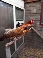 Hollandse hoen groot broedeieren, Dieren en Toebehoren, Pluimvee, Geslacht onbekend, Kip