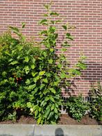 MAGNOLIA BOOM CIRCA 2 METER HOOG | GOED ONDERHOUDEN, Tuin en Terras, Overige soorten, Lente, 100 tot 250 cm, Ophalen