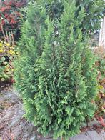 Conifeer, Tuin en Terras, Planten | Struiken en Hagen, Ophalen of Verzenden, Conifeer, 100 tot 250 cm