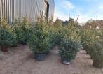 Kerstbomen ,omorika, nordmann, blauwspar, Diversen, Ophalen of Verzenden, Nieuw