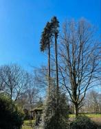 Professioneel bomen kappen/vellen/afbreken/klimmen/stormhout, Diensten en Vakmensen, Tuinmannen en Stratenmakers, Tuinonderhoud of Snoeiwerk