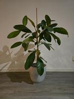 Ficus elastica robbusta 100cm / rubber fig, Huis en Inrichting, Kamerplanten, Ophalen, Ficus, 100 tot 150 cm, Bloeiende kamerplant