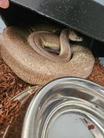 Python regius collectie, Dieren en Toebehoren, Slang