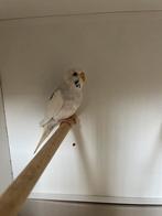 Parkiet vrouw, Dieren en Toebehoren, Vrouwelijk, Parkiet