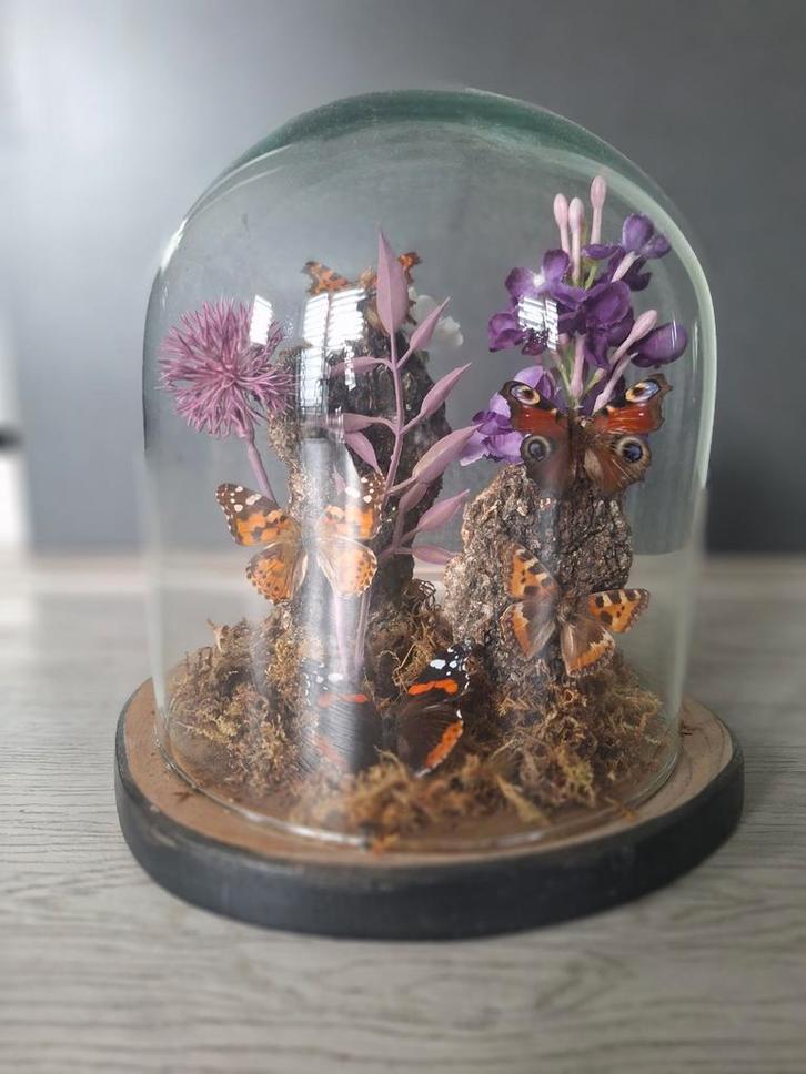 Vlinders in Stolp - Decoratief Kunstwerk, Verzamelen, Dierenverzamelingen, Nieuw, Opgezet dier, Insect, Ophalen of Verzenden
