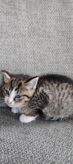 Lieve kittens van de boerderij., Dieren en Toebehoren, Meerdere dieren