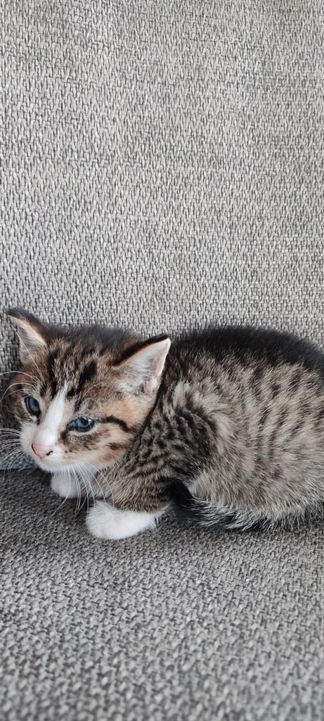 Lieve kittens van de boerderij., Dieren en Toebehoren, Katten en Kittens | Raskatten | Korthaar, Meerdere dieren