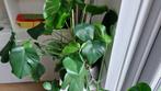 Monstera plant, Ophalen, Overige soorten, Halfschaduw, Minder dan 100 cm