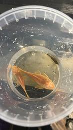 Ancistrussen (volwassen), Dieren en Toebehoren, Vis, Zoetwatervis