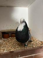 Veleno kropper duivin oud spaans import, Dieren en Toebehoren, Vrouwelijk, Kropper