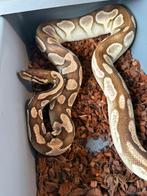 Volwassen ballpython vrouw, Dieren en Toebehoren, Reptielen en Amfibieën, Slang