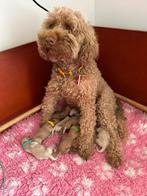 Labradoodle pups ( Australian), CDV (hondenziekte), 8 tot 15 weken, Meerdere, Meerdere dieren