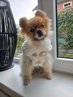 Nieuw luxe hondenjasje Happy-House – My Furry Coat (maat 24), Dieren en Toebehoren, Hondenkleding, Ophalen, Nieuw, Hondenjas