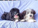 Prachtige lieve Boomer pups, Maltezer, Nederland, CDV (hondenziekte), 8 tot 15 weken