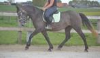 Prachtige lieve schimmel drachtig !, Merrie, Recreatiepony