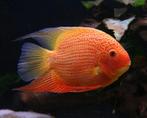 Koppel heros severum redspotted, Vis, Zoetwatervis