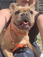 Franze Buldoggen, Dieren en Toebehoren, Honden | Bulldogs, Pinschers en Molossers, Particulier, CDV (hondenziekte), Buitenland