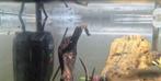 Baby guppen / guppies, Dieren en Toebehoren, Vissen | Aquariumvissen, Vis, Zoetwatervis