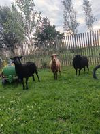 Ouessant schapen, Dieren en Toebehoren, Vrouwelijk, Schaap, 0 tot 2 jaar