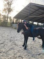 Bijrijdpaard gezocht omgeving woudenberg, Ophalen of Verzenden, Zo goed als nieuw, Overige soorten
