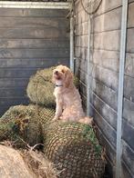 Ter dekking aangeboden maltipoo reu, Dieren en Toebehoren, Ophalen