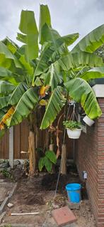 Musa basjoo winterharde bananenplant bananenboom banaan, Ophalen, Volle zon, Overige soorten, 100 tot 250 cm