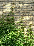 Wingerd (klimplant), Ophalen, Zomer, Overige soorten, Volle zon