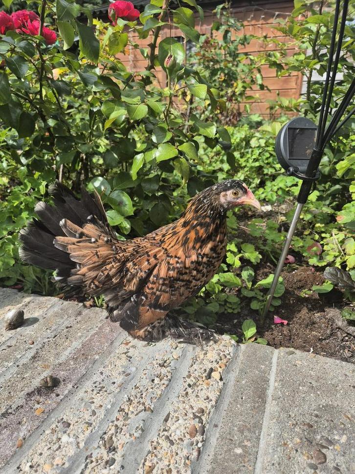 Hennen Sabelpoot kriel 2025, Dieren en Toebehoren, Pluimvee, Kip, Vrouwelijk