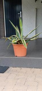 2 mooie Agave's, Tuin en Terras, Planten | Tuinplanten, Ophalen, Bloeit niet, Overige soorten, Volle zon