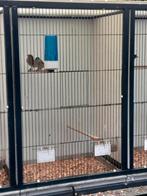 Koppel zwartkoptuinfluiters, Meerdere dieren, Geringd