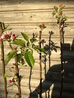 Fruitbomen ca. 2 meter (Appel, Peer, Kers, Pruim), Tuin en Terras, Planten | Fruitbomen, Lente, In pot, Ophalen of Verzenden, Appelboom