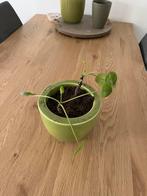 Te koop pannenkoeken plantjes, Ophalen, Overige soorten, Halfschaduw, Minder dan 100 cm