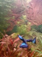 Guppen (Guppy) Blue Moscow, Dieren en Toebehoren, Vissen | Aquariumvissen, Zoetwatervis, Vis