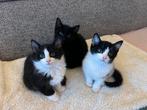 3 kittens 11 weken europees x maine coons, Dieren en Toebehoren, Meerdere dieren, Langharig, 0 tot 2 jaar
