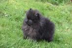 Dwergkees pups , Pomeriaan ,keeshond , Spitz, België, Keeshond, 15 weken tot 1 jaar, Parvo