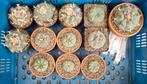 Lophophora williamsii Peyote cactus, Ophalen of Verzenden, Volle zon, Overige soorten