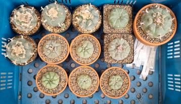 Lophophora williamsii Peyote cactus  beschikbaar voor biedingen