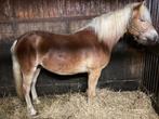 Mooie Haflingerpony met stamboek, Dieren en Toebehoren, Minder dan 160 cm, 0 tot 2 jaar, Hengst, Onbeleerd